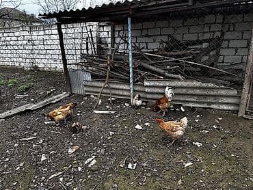 hinduska balasi satilir 2019: Toyuq, Damazlıq, Ödənişli çatdırılma — 6