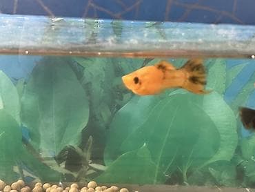 bildircin eti satisi: Dördbucaq akvarium, Balıqlarla birlikdə, 7 l, Ünvandan götürmə, Ödənişli çatdırılma — 6
