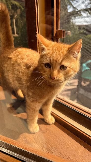 Erkək, Dişi, Yaxşı əllərə