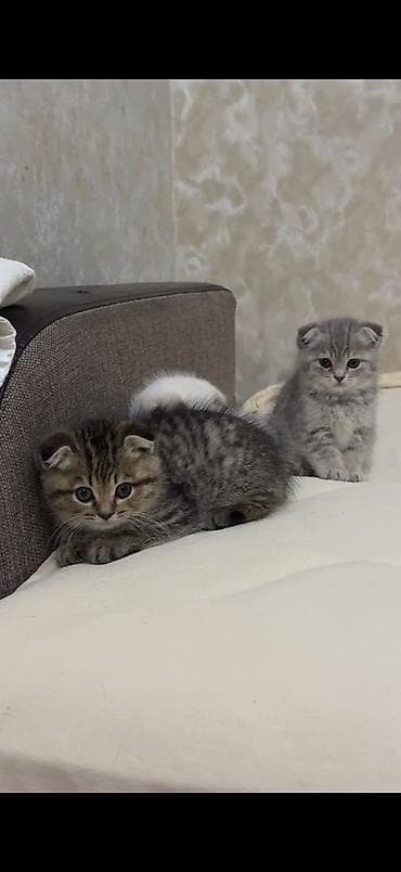 pişik pers: Şotland yastı qulaq — 6