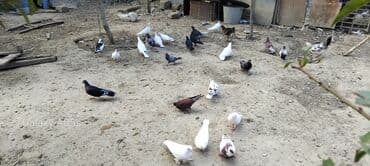 ağ ördək: Məhsul: Ev quşları – müxtəlif cins göyərçinlər Təsvir: - Həyətdə — 1