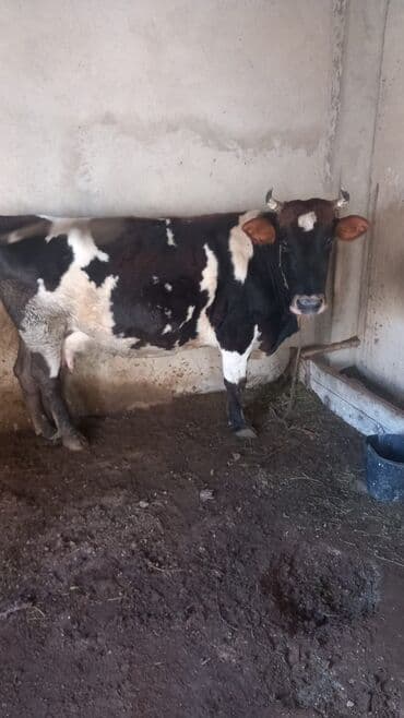 en cox sud veren inekler: Dişi, il: 3, Südlük — 2