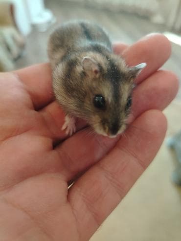 xamyak: Balaca xamyaklar, Hamsterler satılır baladır 2 ədəd ağ qara biri erkek — 5