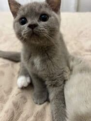 приют для кошек баку: Şotland, Erkək, Ödənişli çatdırılma, Ünvandan götürmə — 2