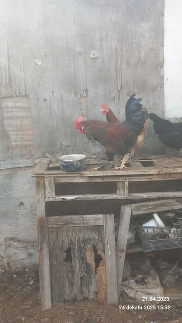 3D panellər: Saxlam xoruzdardi oz heyetimin hevanardi her rgde var — 8