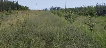 mingecevirde kiraye ev: 44 sot, Kənd təsərrüfatı, Mülkiyyətçi, Kupça (Çıxarış) — 10