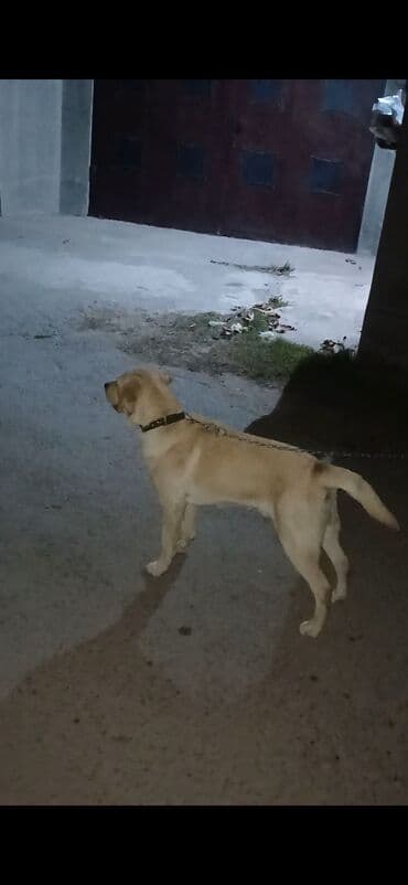 Qoruyucu plyonka və şüşələr: Labrador-retriver, Erkek — 2