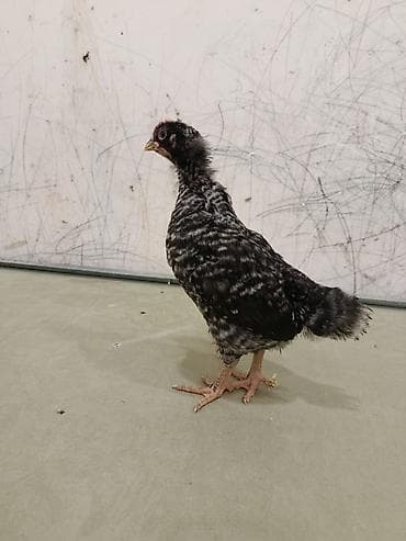 setteri it cinsi: 35 gunluynde satlax yen ayin 15 ineler vursan sora satwa cixacxa tam — 2