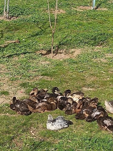 Quşlar: 2 aylıq ördək satılır — 1