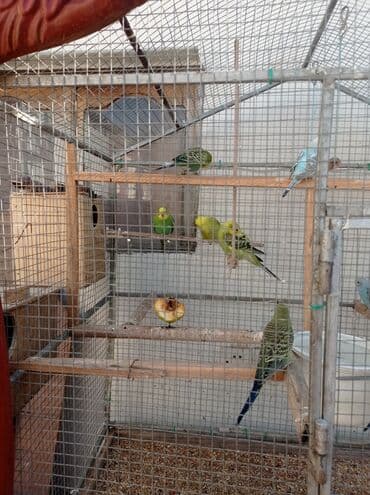 Голуби: Müxtəlif rənglərdə tutuquşular təklif olunur. Bu tutuquşular ev — 2