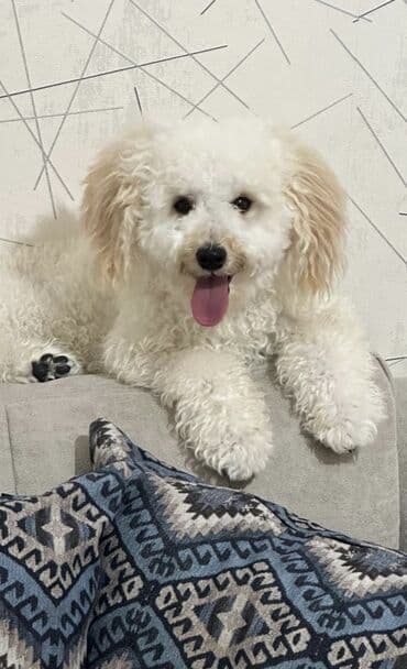 Gəmiricilər: Pudel, 2 ay, Peyvəndli — 7