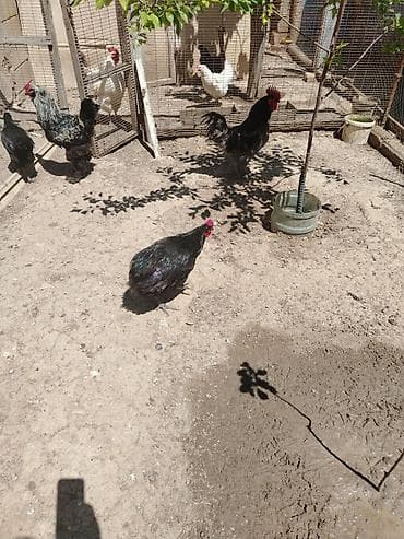 lal ördek satışı: Toyuq, Damazlıq — 6