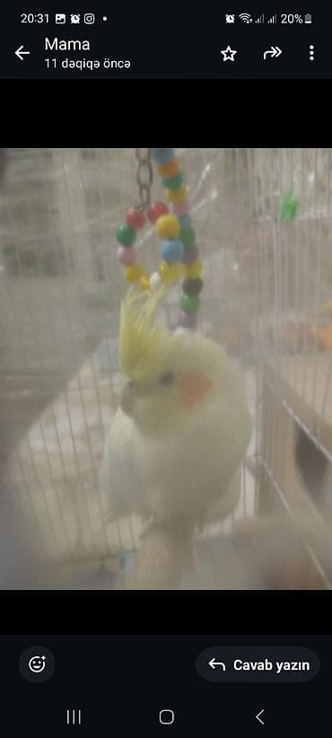 Gəmiricilər: 1cüt karella qəfəs yem və su qabilari yellənçək yuva qusdarda hazır — 2