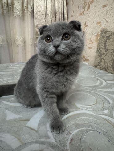 qold pişik: Şotland, Dişi, Yaxşı əllərə — 8