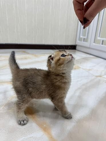 heyvan adlari: Şotland yastı qulaq, Dişi, Erkək, Yaxşı əllərə, Rayonlara çatdırılma, Pulsuz çatdırılma, Ödənişli çatdırılma — 6