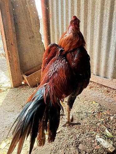 kənd çolpası: Məhsul: Xoruz (heyratı ) Təsvir: - Rəng: parlaq qırmızı-qəhvəyi — 2