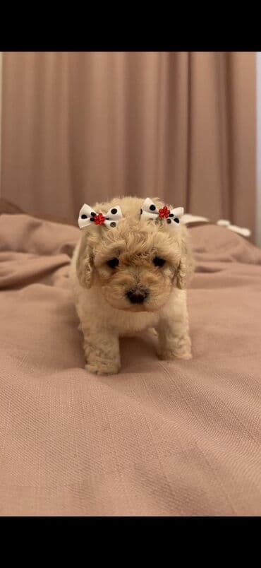 pitbull satılır: 2 ay, Dişi — 1