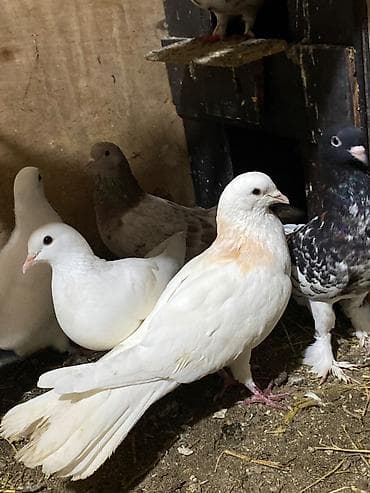 pavlin goyercin satisi: Salam enni quyrug hundur ag erkey — 1