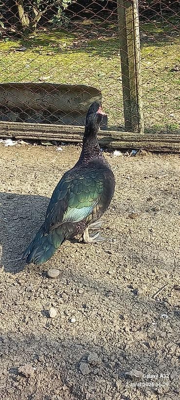 mandarin ördək: Erkək, | Lal ördək, Ətlik — 8