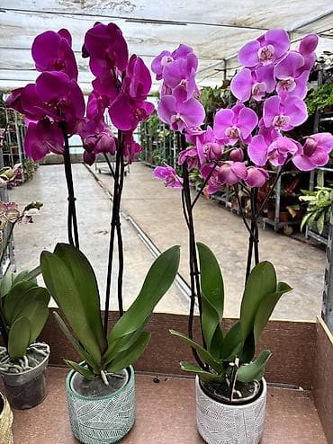 badam baglari: Orxideya sadə dibçəyində 40azn. Hədiyyəlik bağlama əlavə 2azn — 4