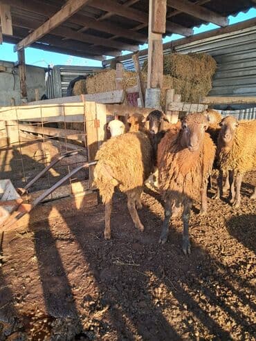 qoç əti: Satılırlar ətlik quzular diri çəkisi 9 manatdan əlaqə üçün bu nömrəyə — 6