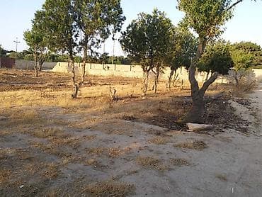 Torpaq: 12 sot, Kənd təsərrüfatı, Mülkiyyətçi — 2