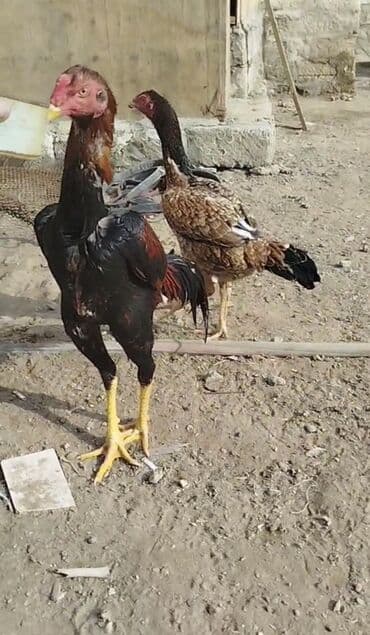 Inəklər, öküzlər: Xoruz, Heyratı, il: >5 — 4