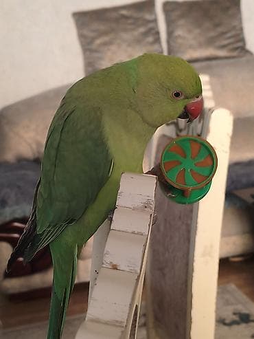 eşşək şəkilləri: Məhsul: Yaşıl Halsiz İsgəndər tutuquşusu (Ringneck Parakeet) Təsvir — 5