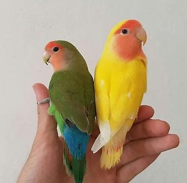 Sevimli tutuquşular – Lovebird (Agapornis) - Növ: Lovebird lalafo.az -da Sevimli tutuquşular – Lovebird (Agapornis) - Növ: Lovebird