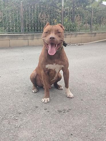 tap az qusar heyvanlar: Pitbul, 1 il, Erkək — 3