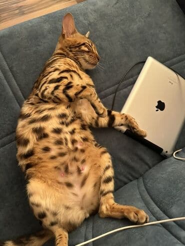 где можно купить котенка: Benqal, Erkək, Dişi, Yaxşı əllərə — 8