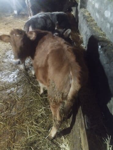 peleng sekili: Satışda cavan buzovlar - Növ: iri buynuzlu heyvan, cavan buzovlar - — 6