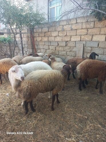 heyvan bazari inekler: Fermada yetişdirilmiş, müxtəlif rənglərdə olan qoyunlar. Sağlam və — 7