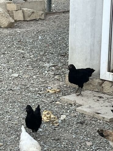 cücə və xoruz: Toyuq, Australorp, Brama, Damazlıq, Ünvandan götürmə — 34