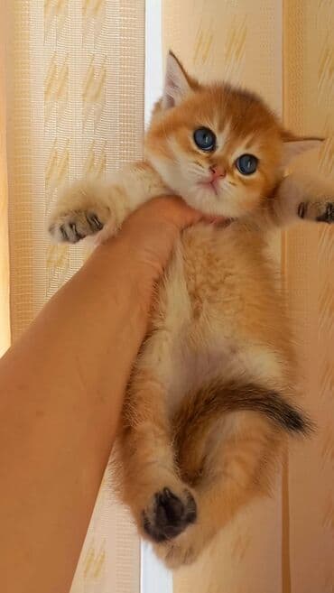 britain pişik: Britan, Erkək, Yaxşı əllərə, Ünvandan götürmə — 4