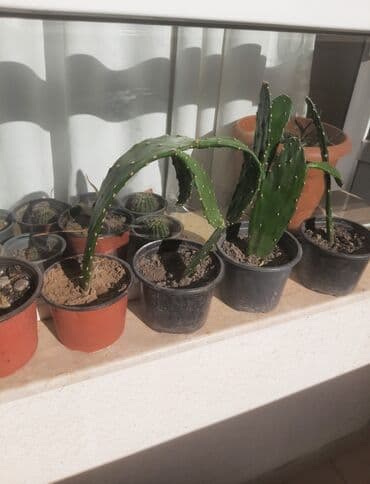 helba bitkisi faydaları: Уличные растения — 5