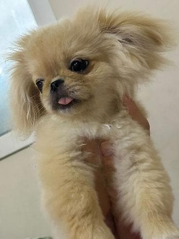 spits itleri: Pekines, 5 ay, Dişi — 1