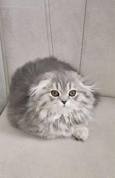 sibir pisiyi: Britan — 5