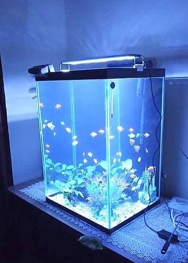 syomqa baliq: Tam komplekt akvarium sistemi - Şüşə kub formalı akvarium (təxmini — 4