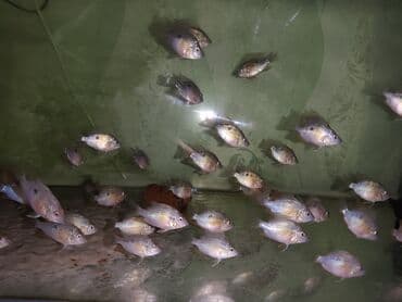 Heyvanlar üçün mallar: Eliot balığı, Yırtıcı, Ünvandan götürmə — 5