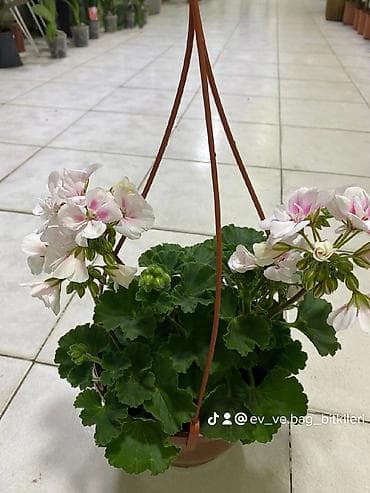 gül buketleri: Asılqan güllər – asma səbətdə dekorativ çiçəkli bitkilər - Asma — 1