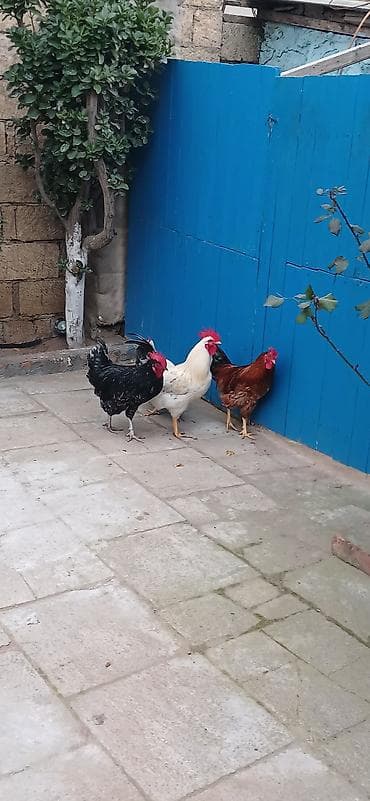 Hinduşkalar: Satılır: ev quşları – xoruz və toyuqlar dəsti Məhsul təsviri: - — 2