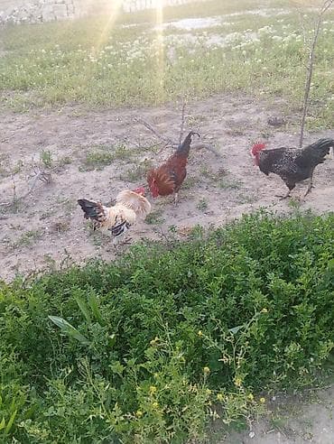 herati xoruzlar: Xoruz, il: 1, Ünvandan götürmə — 1