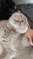 pişik ucun qab: Şotland yastı qulaq, Erkək, Ünvandan götürmə, Ödənişli çatdırılma — 2