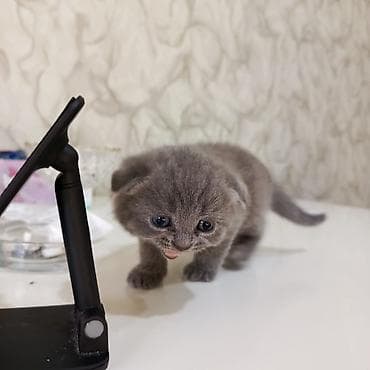 pişik baytarı: Şotland yastı qulaq — 5