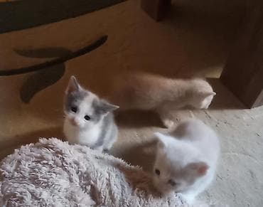 pisiklerin cutlesme vaxti: Erkək, Dişi, Yaxşı əllərə, Ünvandan götürmə, Pulsuz çatdırılma, Ödənişli çatdırılma — 3