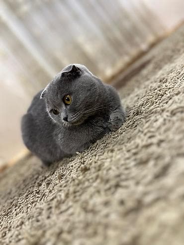 Digər heyvanlar: Şotland yastı qulaq — 1