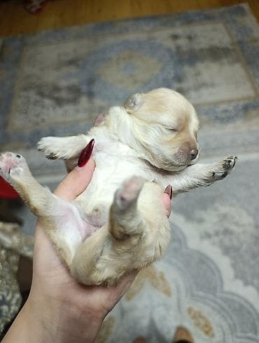 mini doberman: Pudel, Peyvəndli — 5