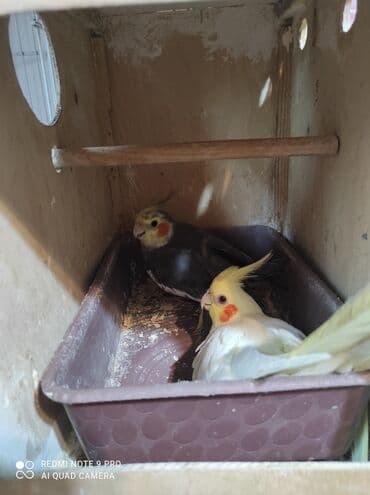 Akvariumlar: Nymph parakitləri (cockatiel) – müxtəlif rəng mutasiyaları ilə - — 3