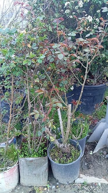 bəzək bitkilərinin adları: Satılır: Qutuda dekorativ və meyvə-ağacı tingləri, həmçinin bəzək — 1